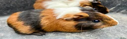 Guinea Pig rodents for sale: Guinea pigs for sale - Advert 1