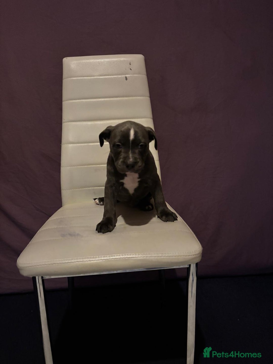 Mixed Breed dogs for sale: Puppy - Advert 2