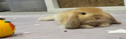 Mini Lop rabbits for sale: Baby Mini lops - indoor homes only  - Advert 17