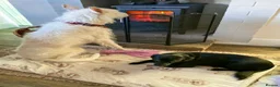 Ibizan Hound dogs for adoption: Babu - Stunning Spanish Podenco  - Advert 24