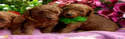 Miniature Poodle dogs for sale: Top Quality, Deep Red, KC Mini Poodles.  - Advert 6