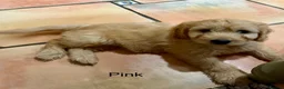 Labradoodle dogs for sale: Miniature Labradoodles frm licensed Exp breeder - Advert 7