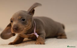 Miniature Dachshund dogs for sale: 5StarsLicensed+KC+PRAClear+VetChecked - Image 2