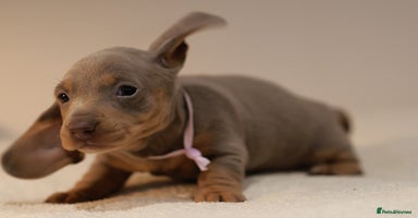 Miniature Dachshund dogs - Advert 5