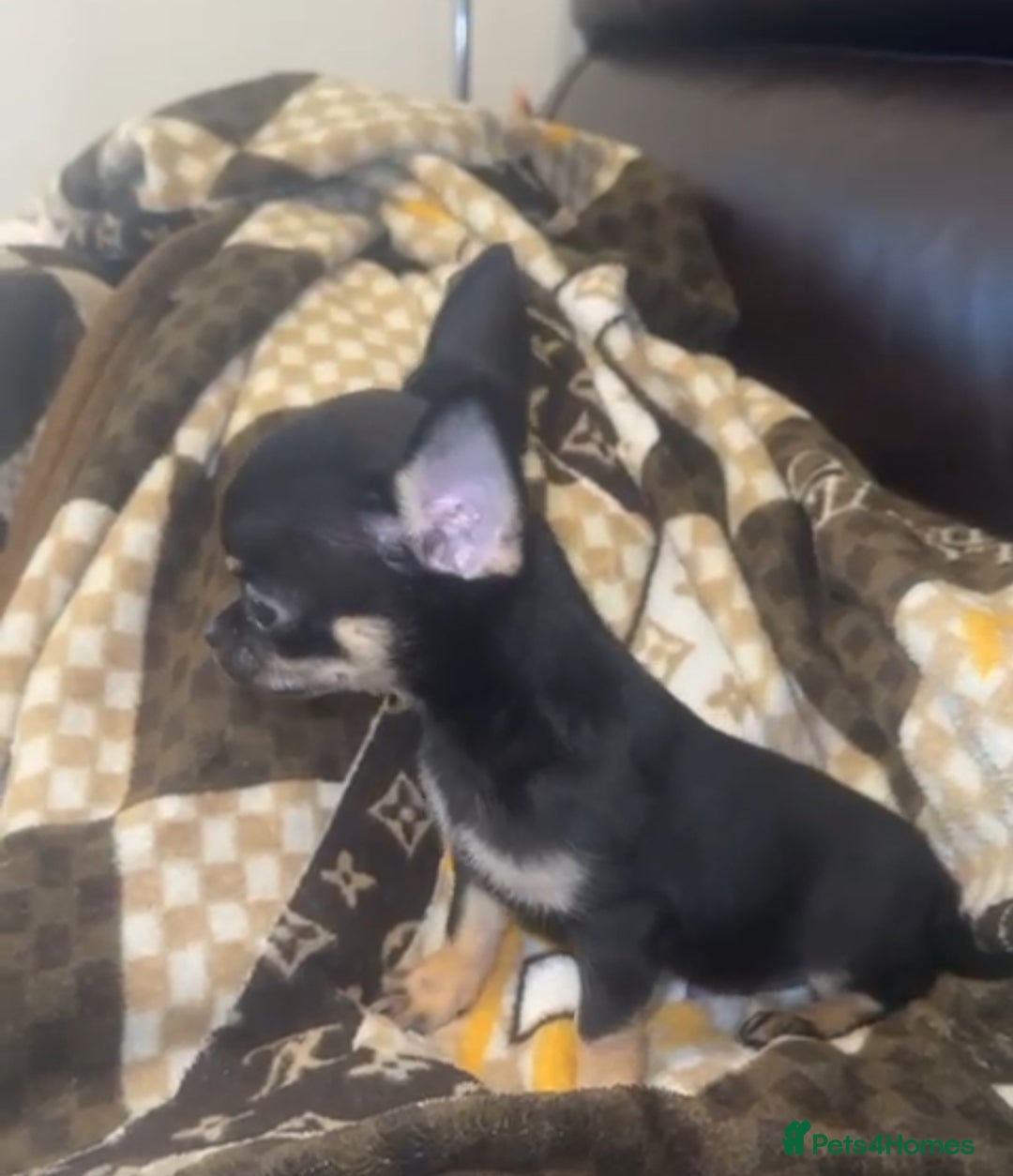 Chihuahua dogs for sale: READY NOW!! 2 girls 1 boy tiny chihuahuas  - Image 5