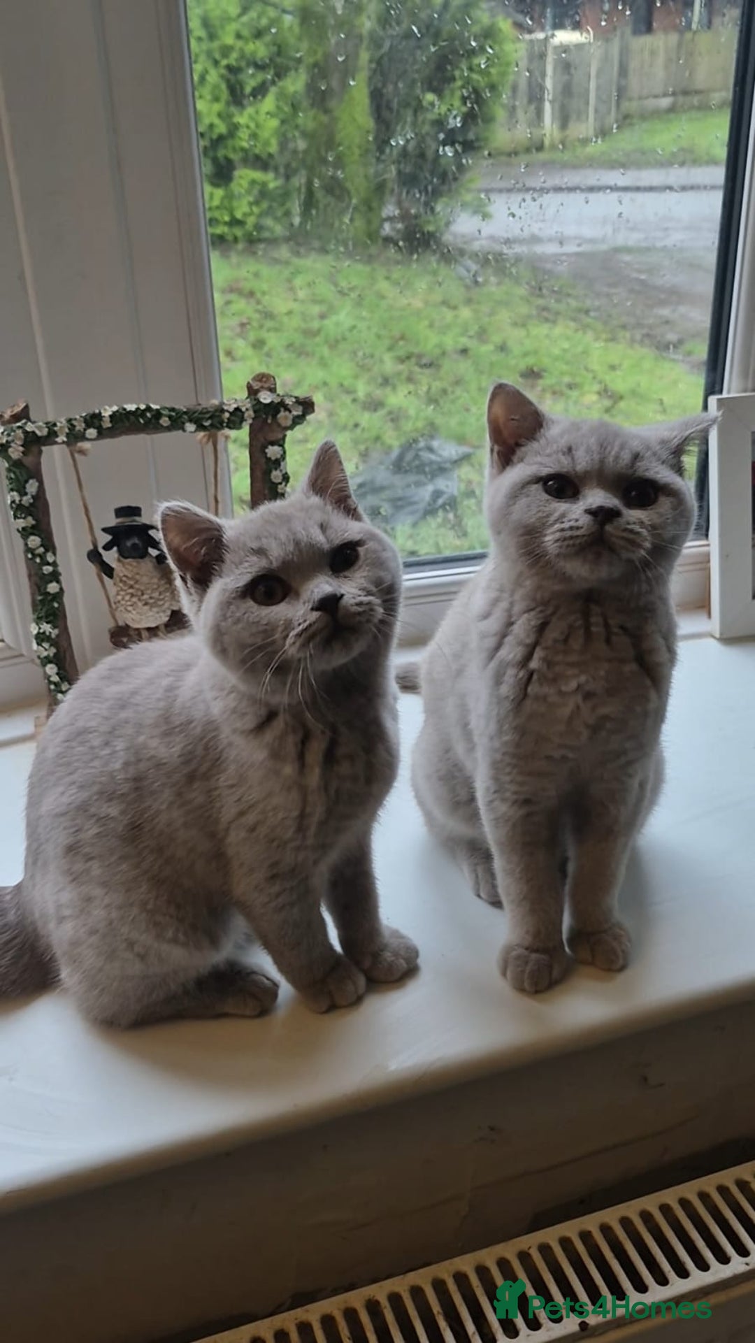 British Shorthair cats for sale: Bsh babies*ready to leave* - Advert 2