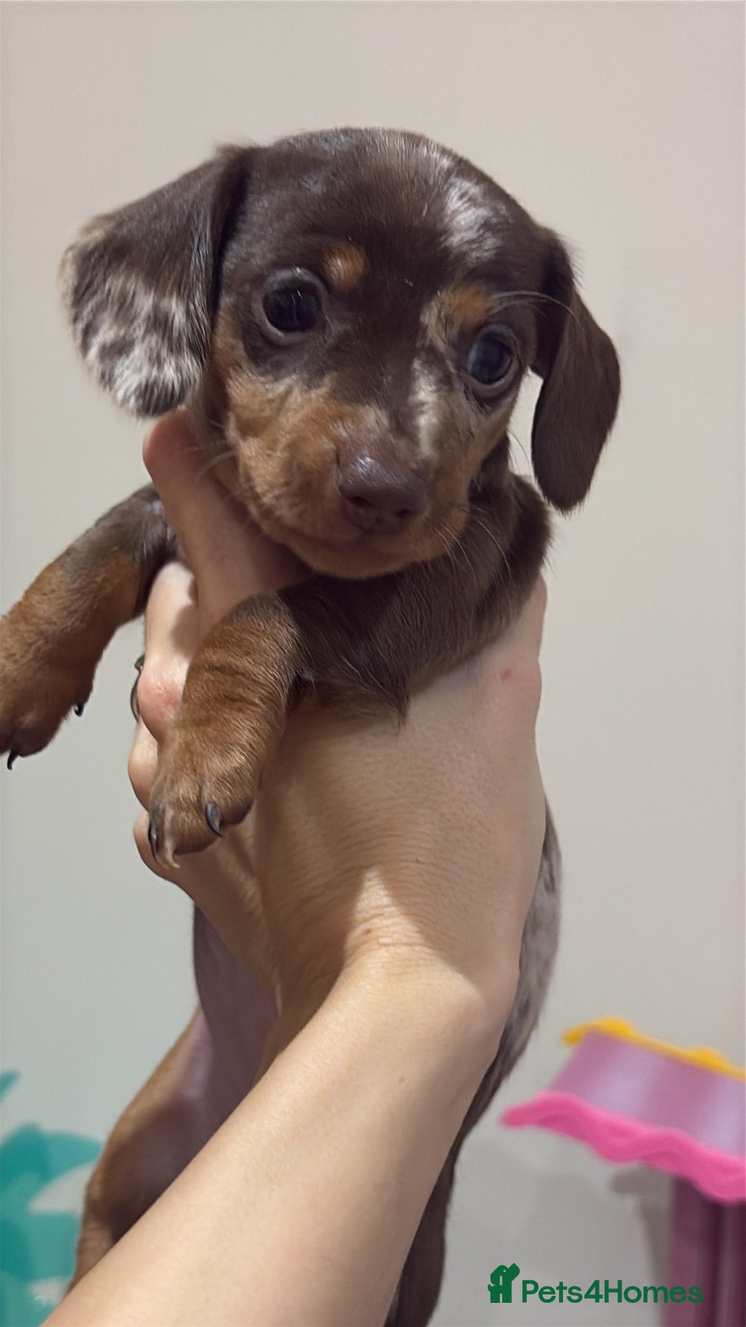 Miniature Dachshund dogs for sale: Beautiful Miniatire Dachshunds  - Advert 5