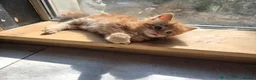 Mixed Breed cats for sale: 3 friendly and fluffy male kittens - Advert 11