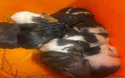 Guinea Pig rodents for sale: Beautiful male baby  guinea pigs - Image 6