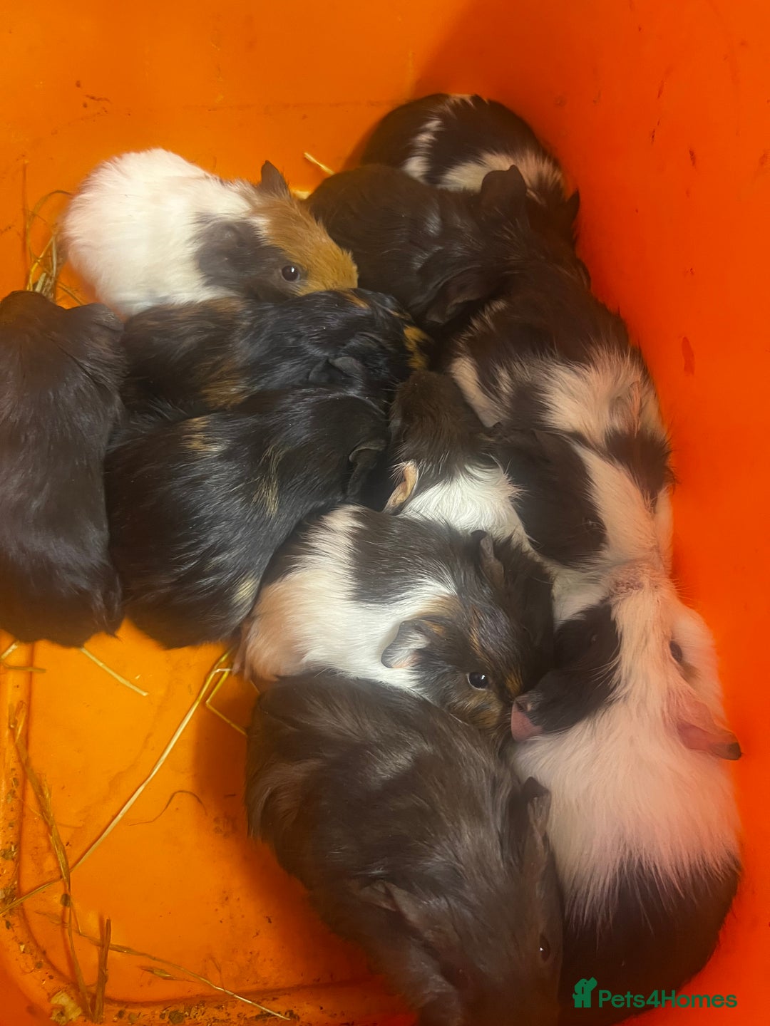 Guinea Pig rodents for sale: Beautiful male baby  guinea pigs - Image 6