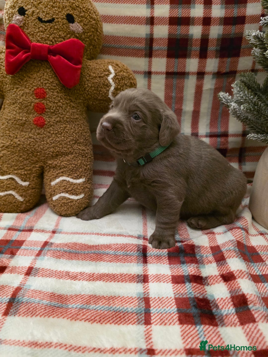 Labrador Retriever dogs for sale: Silver Labrador Puppies For Sale - Advert 29