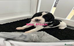 Sprocker dogs for sale: Sprocker Spaniel Puppies - Image 14