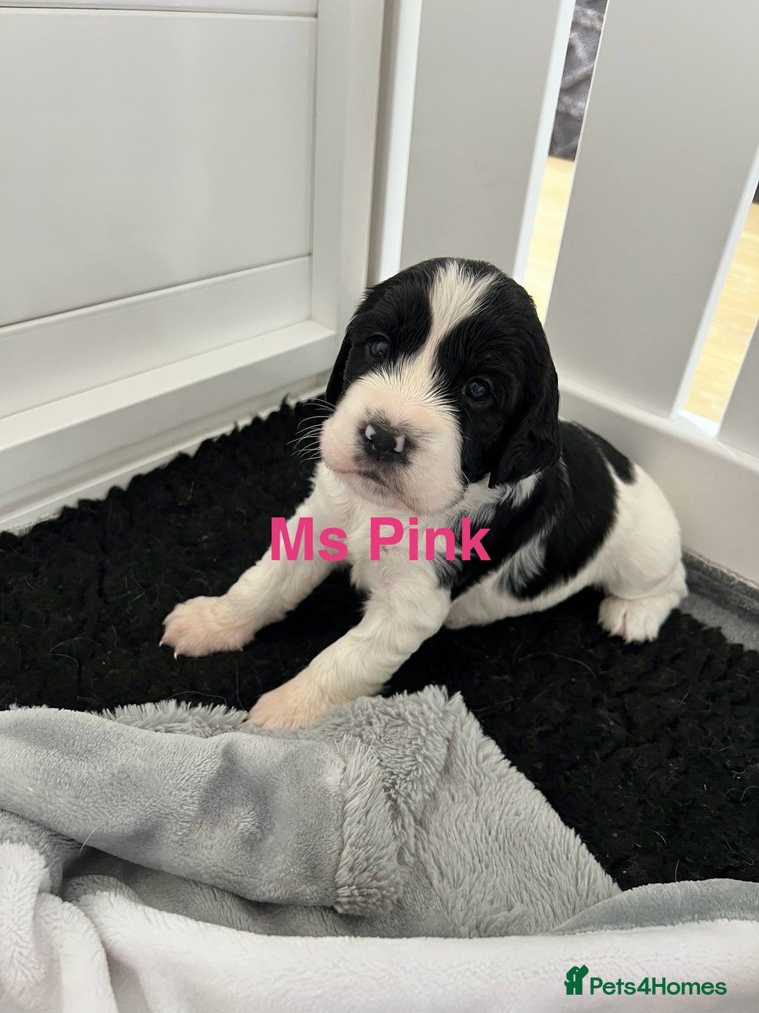 Sprocker dogs for sale: Sprocker Spaniel Puppies - Image 14