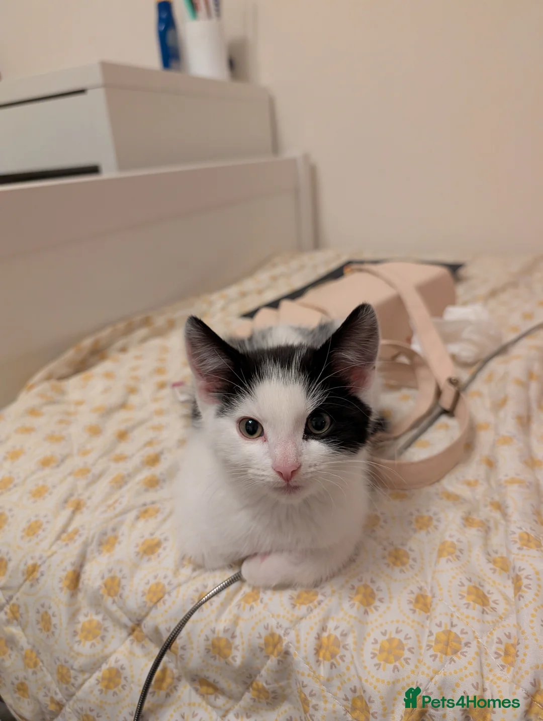 Domestic Shorthair cats for sale: Two Beautiful Male Kittens  in Burton-on-Trent - Advert 2