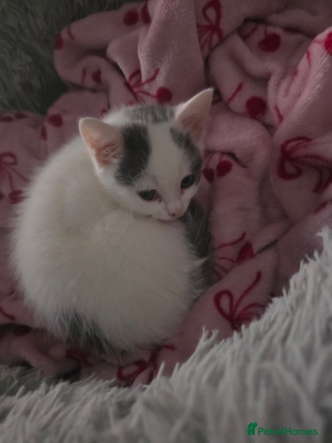 Mixed Breed cats for sale: 💫Looking To Rehome Our Gorgeous Girl Snowy💫 - Advert 2