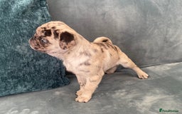 Pug dogs for sale: Pug Puppies  - Image 25