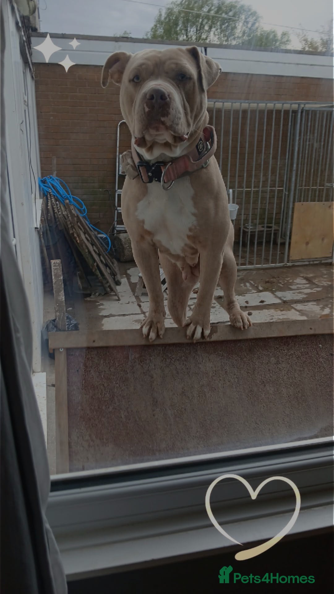 Mixed Breed dogs for sale: Tianna - Advert 2