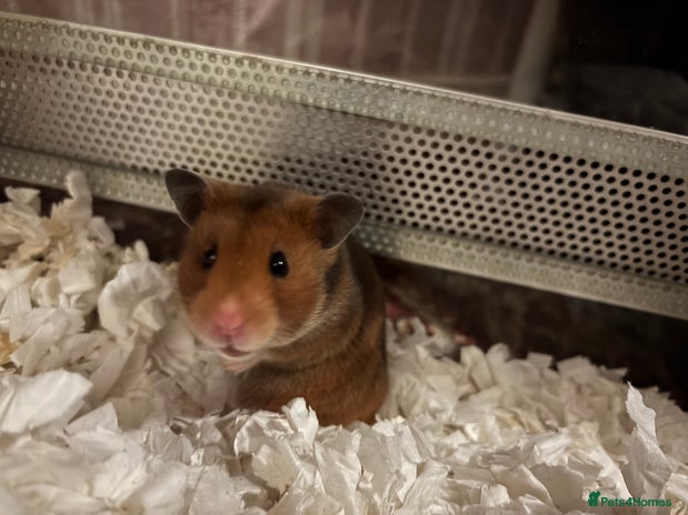 Hamster rodents - Advert 5