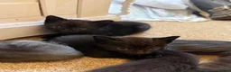 Mixed Breed cats for sale: Litter of 5 beautiful kittens  - Advert 7