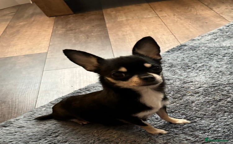 Chihuahua dogs - Advert 1