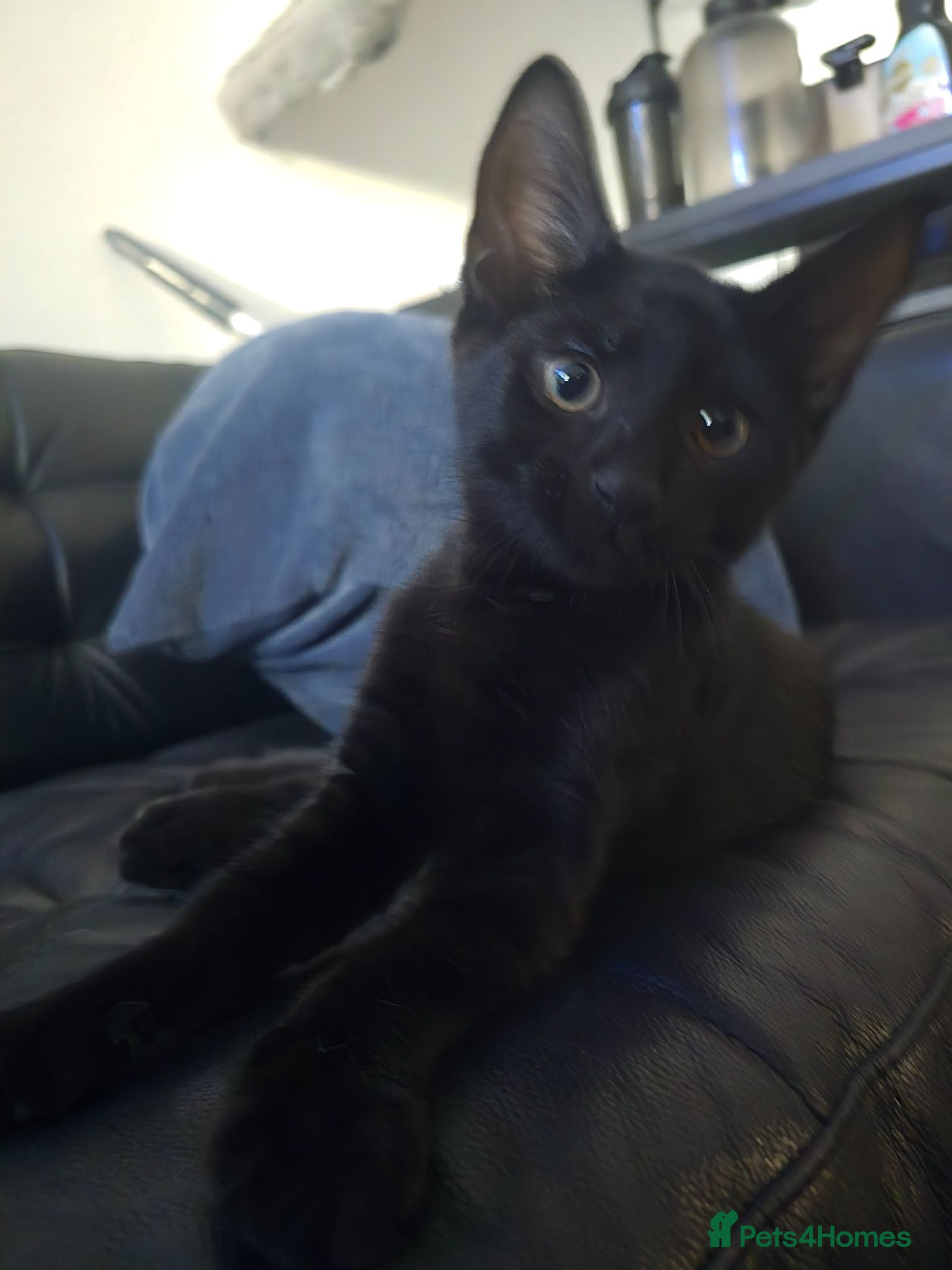 Mixed Breed cats Fully Vaccinated microchipped BOY KITTEN🐾LAST ONE - Advert 18