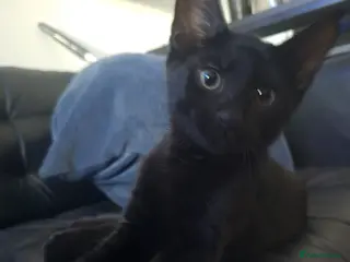 Mixed Breed cats Fully Vaccinated microchipped BOY KITTEN🐾LAST ONE - Advert 18