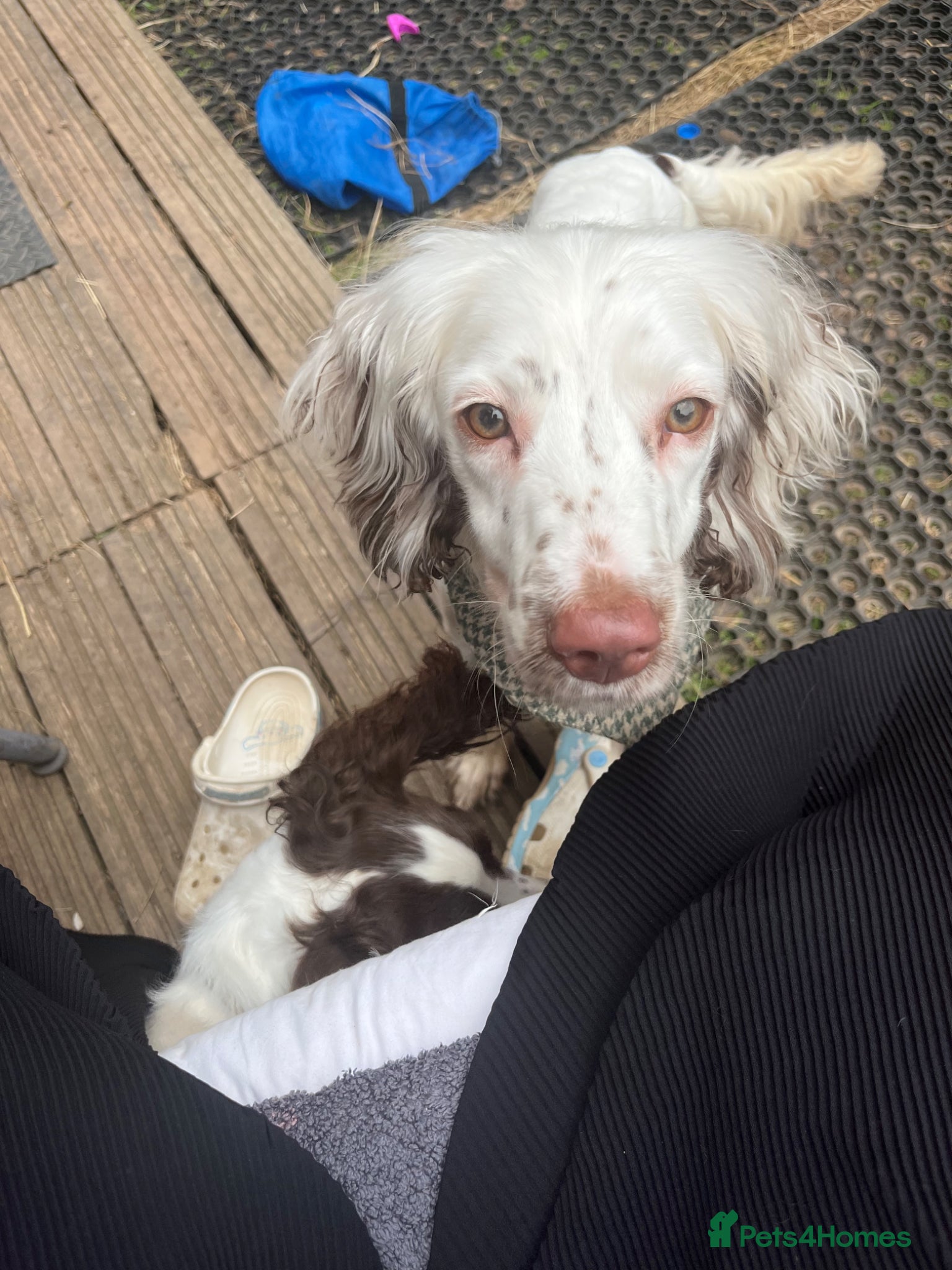 English Springer Spaniel dogs for sale: Beautiful 2yr Eng Springer Spaniel for Rehome - Advert 3