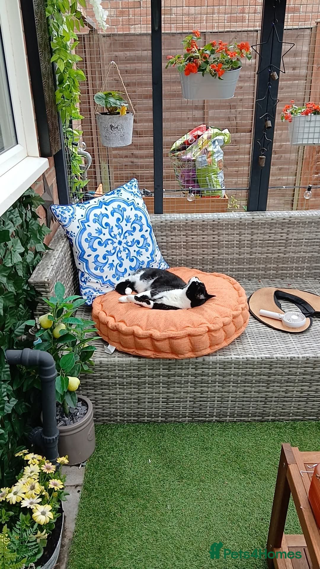 Mixed Breed cats for sale: Two indoor females seeking loving home together  - Image 20