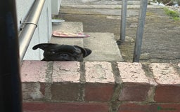 Pug dogs for sale: Pug puppy for sale - Image 3