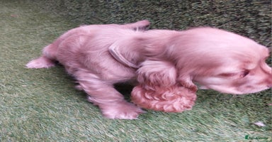 Cocker Spaniel dogs - Advert 6