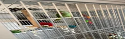 Ringnecks birds for sale: Green Indian ringneck - Advert 8