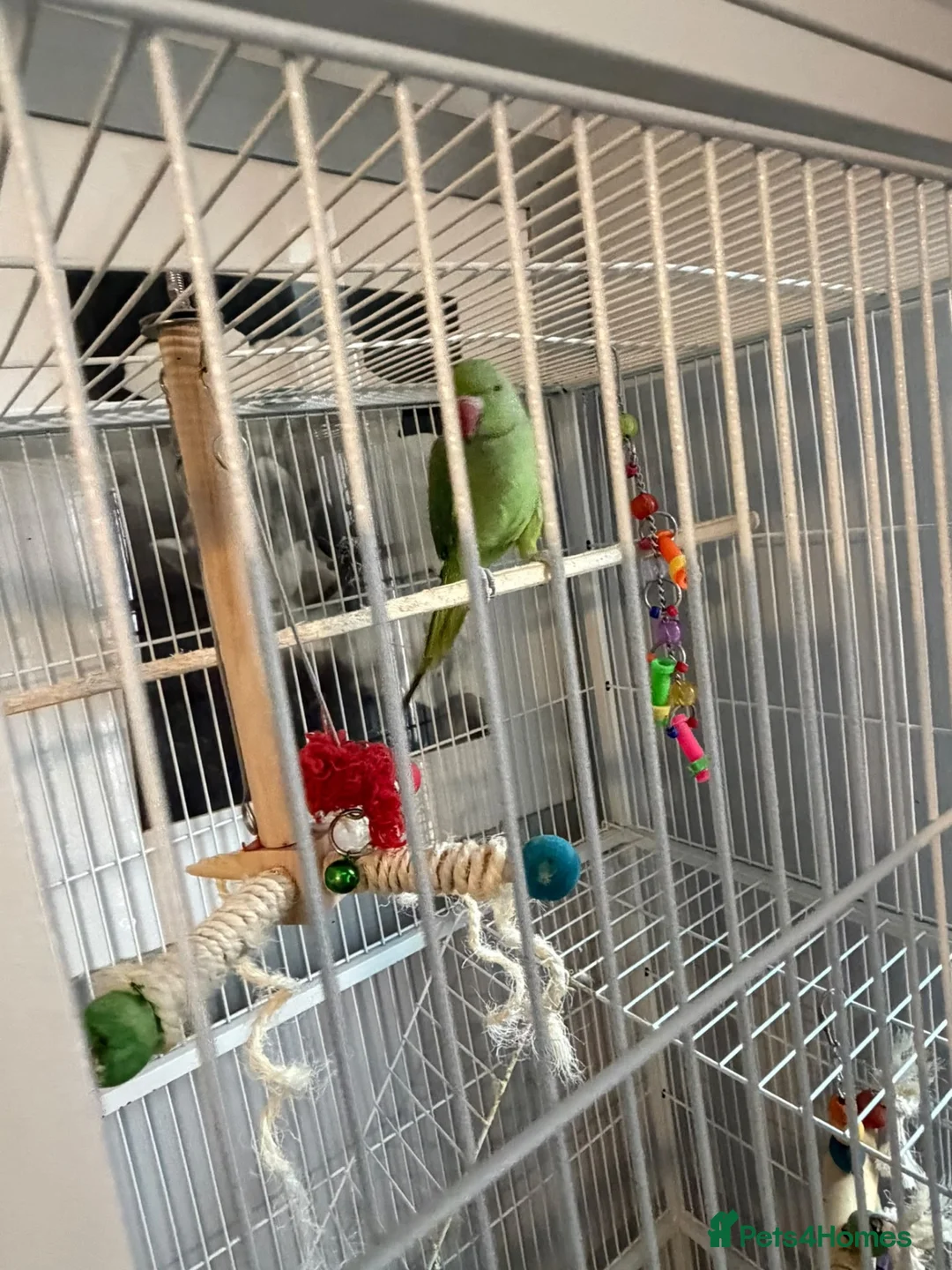 Ringnecks birds for sale: Green Indian ringneck - Advert 8