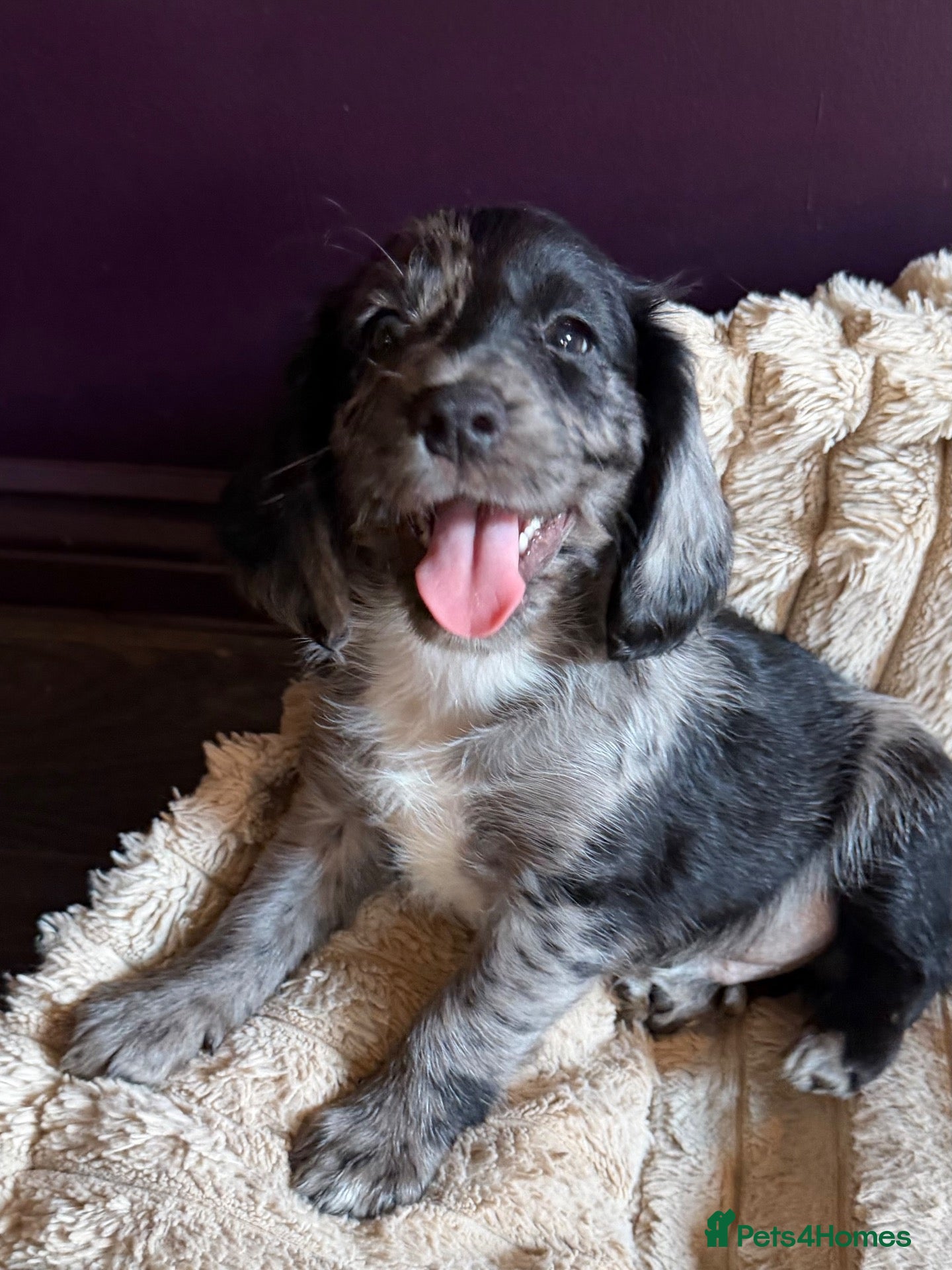 Cocker Spaniel dogs Working cocker spaniel’s ready to leave 09/10 - Advert 3