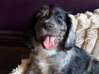 Cocker Spaniel dogs Working cocker spaniel’s ready to leave 09/10 - Advert 3