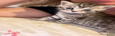 British Shorthair 1