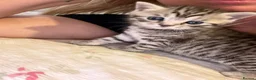 British Shorthair cats for sale: British shorthair /russian blue kittens  - Advert 16