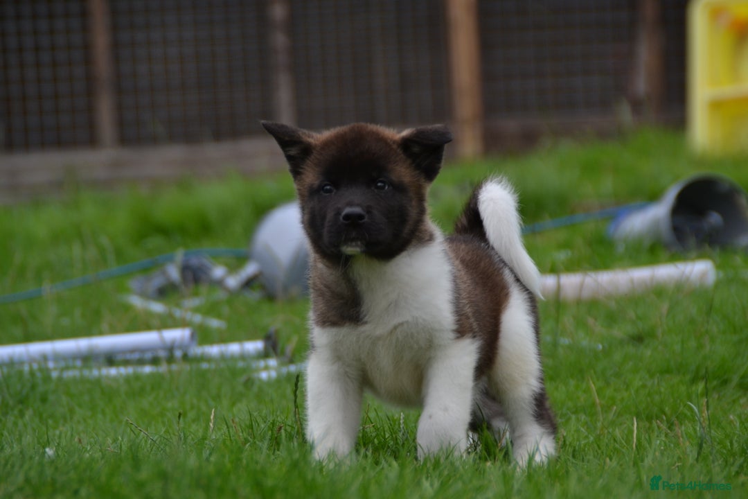 Akita dogs for sale: Kc registered Akita puppy 1 male  - Image 2