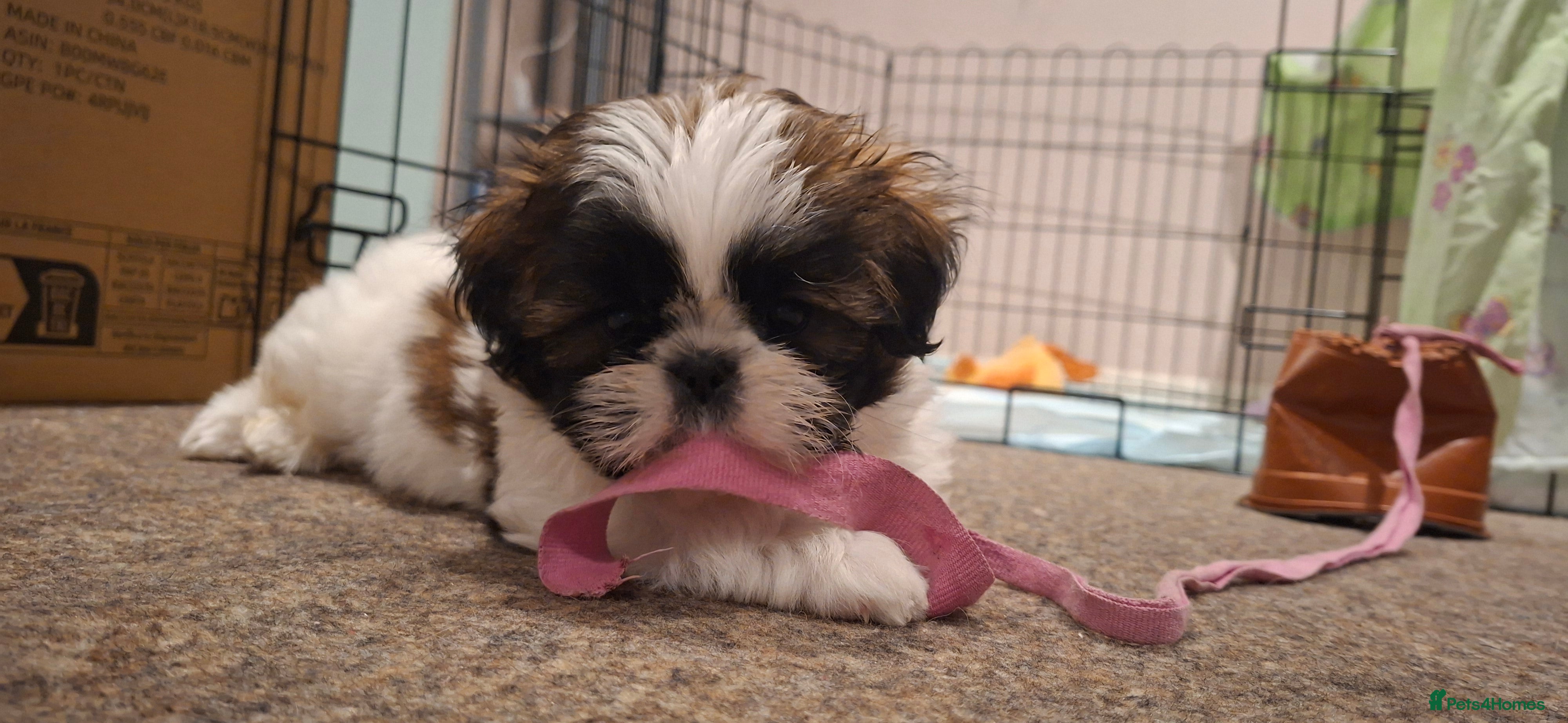 Shih Tzu dogs Beautiful shih tzus for loving homes - Advert 1