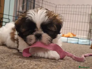 Shih Tzu dogs Beautiful shih tzus for loving homes - Advert 1