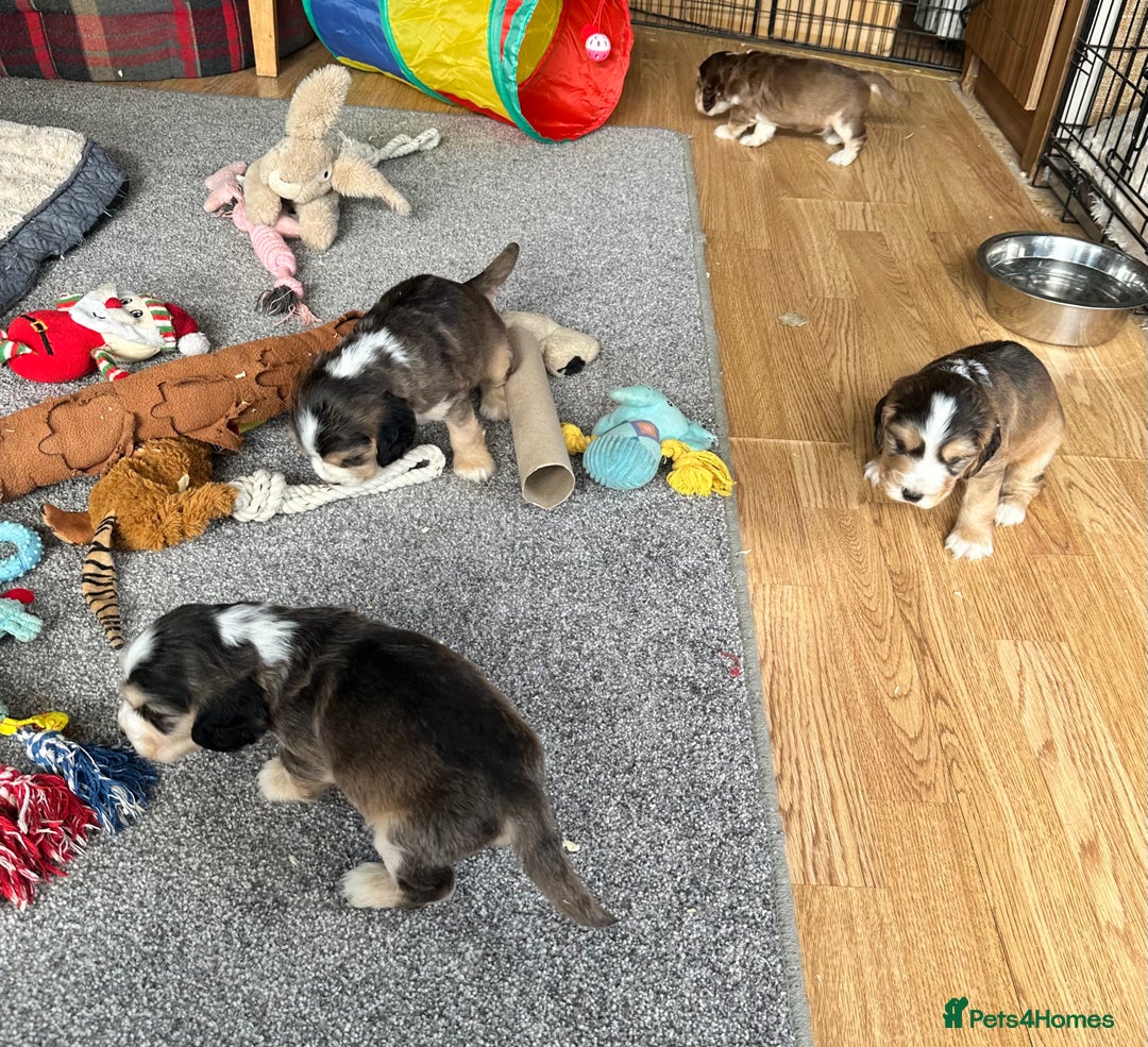 Cocker Spaniel dogs for sale: Beautiful sable puppies - Image 19