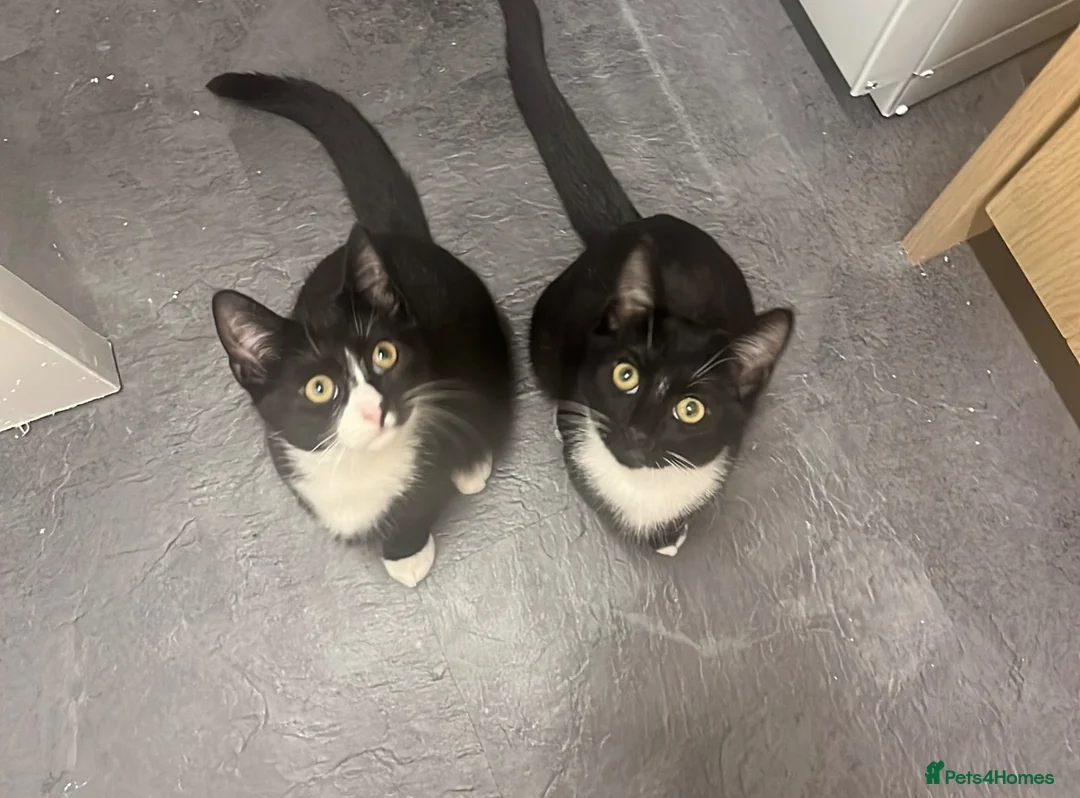 Mixed Breed cats for sale: Kittens  in Manchester - Advert 3