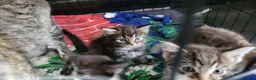 Mixed Breed cats for sale: 4 kittens *3boys* *1girl* available Sept  - Advert 12