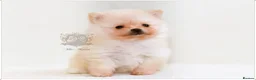 Pomeranian dogs for sale: MINIATURE POMERANIAN PUPPIES - Advert 4