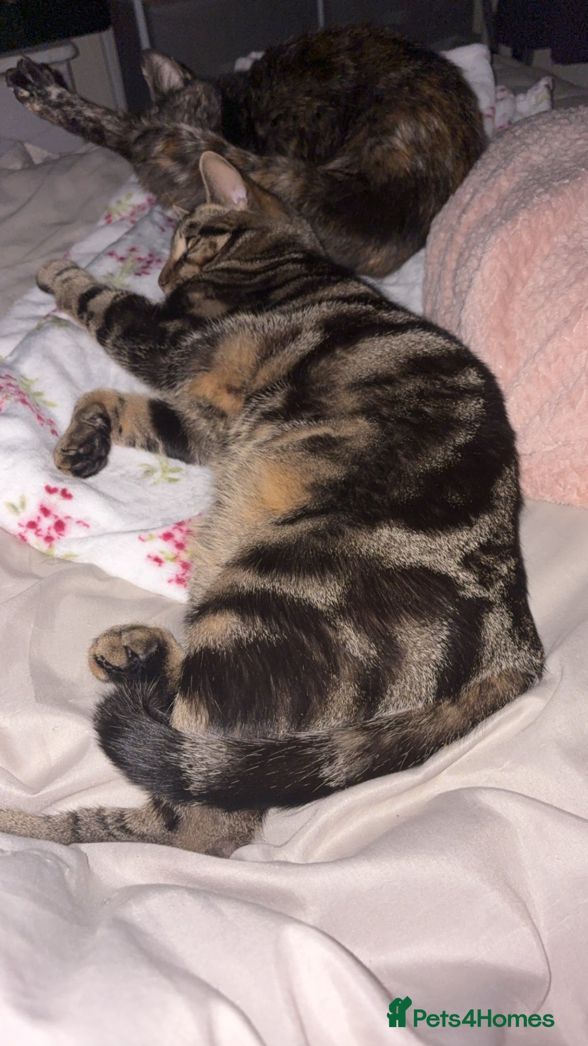 Mixed Breed cats Male and Female cat - Advert 4