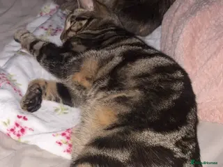 Mixed Breed cats Male and Female cat - Advert 4