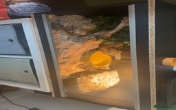 King Snake reptiles for sale: Apalachicola king snake  - Image 1