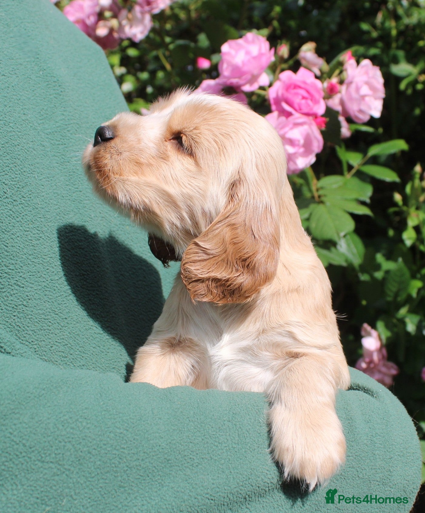 Cocker Spaniel dogs KC  Registered Show Cocker Spaniels - Advert 2