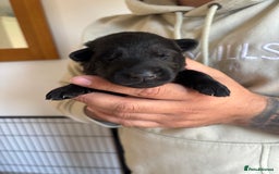 German Shepherd dogs for sale: KC Registered Working Line German Shepherd Puppies - Image 11