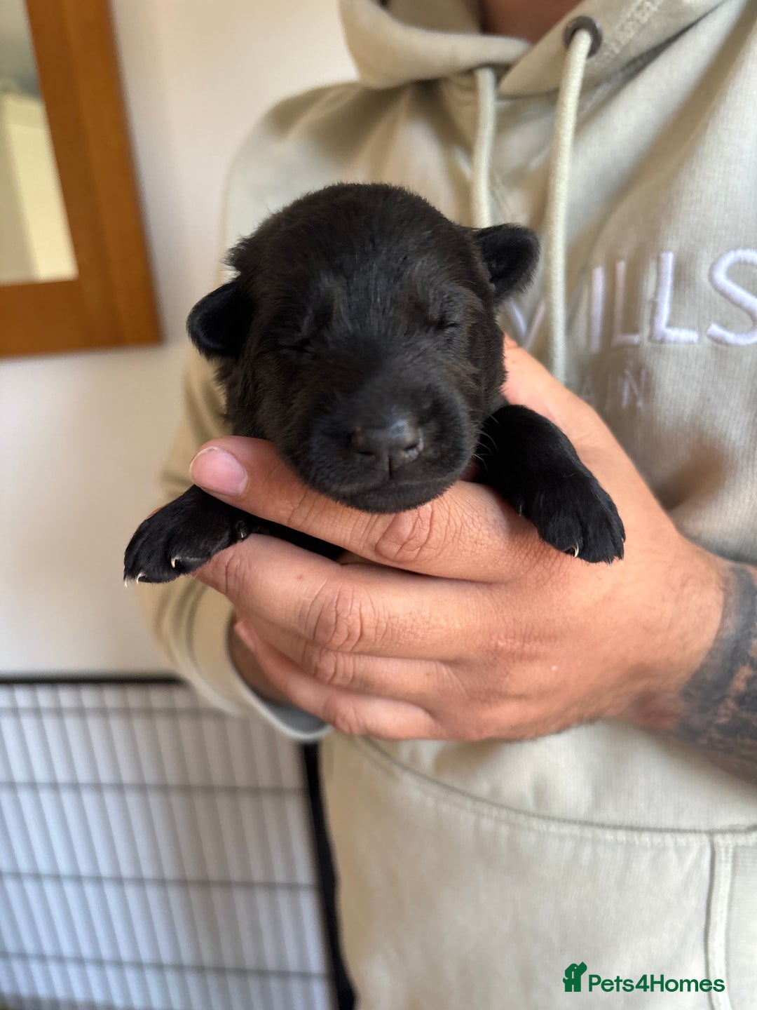 German Shepherd dogs for sale: KC Registered Working Line German Shepherd Puppies - Image 11