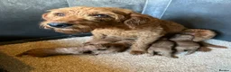 Labradoodle dogs for sale: Curly red Labradoodle F1b - Advert 14